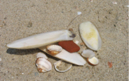 Muscheln